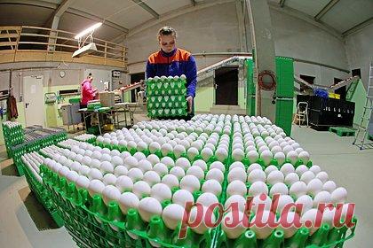 Болгары возмутились засильем украинских яиц