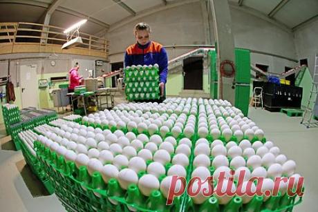 Болгары возмутились засильем украинских яиц