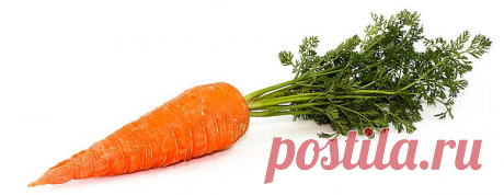 Когда убирать морковь, признаки созревания и сроки уборки моркови