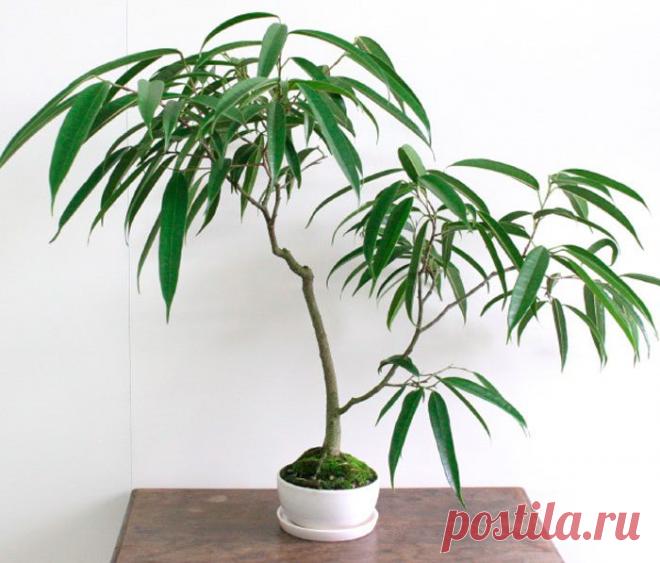 Фикус али (Биннендийка)