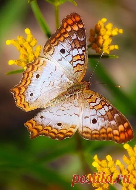 Открытка Ричарда Лейтона с бабочкой белого павлина