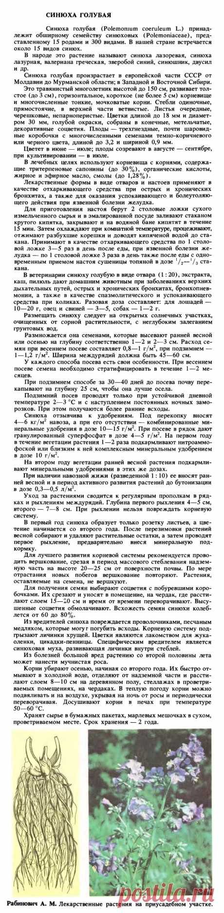 Синюха голубая
