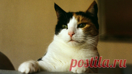 Болезни, которыми вас заразит любимый котик - новости на Здоровье Mail.Ru