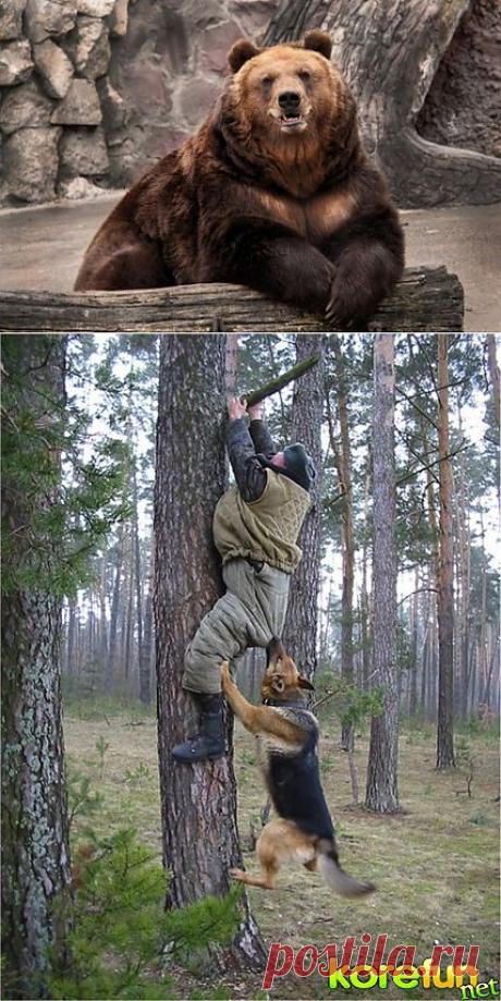 (+1) тема - Партизаны. | Четвероногий юмор