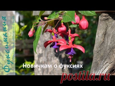 Новичкам о фуксиях
