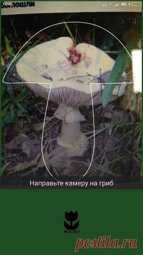 Приложения для грибников. Еда. МТС/Медиа