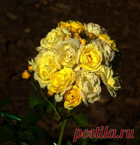 РОЗАРИЙ ботанического сада.Питер - 60 фото. Фотографии Ирина *************.