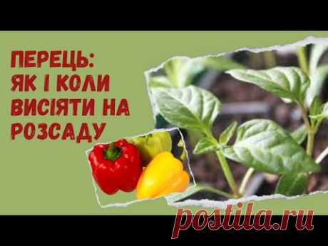 Як підготувати насіння перцю до посіву. Як і коли його висіяти