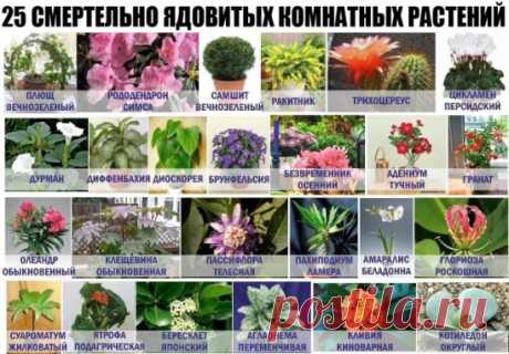 25 СМЕРТЕЛЬНО ЯДОВИТЫХ КОМНАТНЫХ РАСТЕНИЙ! 
С указанием самых тяжёлых последствий отравления!!! (Обязательно сохраните себе весь список)  
 Плющ вечнозелёный (Бред, остановка сердца. Ядовиты ягоды и листья).  
 Рододендрон Симса (Судороги. Ядовито всё растение).  
 Самшит вечнозелёный (Остановка дыхания, судороги. Ядовито всё растение - особенно листья).  
 Ракитник (Судороги, смерть. Ядовиты все части растения.)  
 Трихоцереус (Паралич ЦНС. Ядовиты все части растения.)  
 Цикламен персидский (