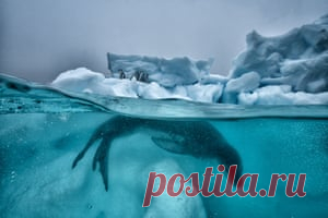 Неделя в дикой природе-в фотогалерее 