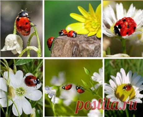 Мне нравится сияние росы,
Коровки божьей чудо на травинке,
Душа всегда добреет от красы,
Люблю смотреть волшебные картинки.
Как зеркало, раскинулась река,
И незаметно мощное теченье,
По ней бегут, как в сказке, облака,
Глядишь и ощущаешь вдохновенье.
Не нужен мне искусственный кумир,
В природе есть их чрезвычайно много,
Смотрю я с удивлением на мир
И в нём всегда незримо вижу Бога.

Анатолий Болутенко