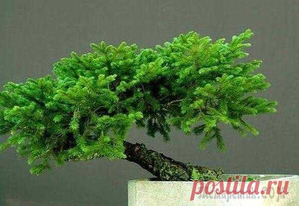 Как вырастить бонсай из ели и других хвойных деревьев ЕльСовременное искусство выращивания бонсай имеет множество направлений и стилей. Но все они придерживаются общего правила, которое касается формирования кроны:хвойное дерево должно иметь ветки с мелк...