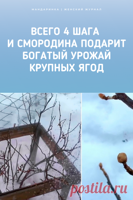 Всего 4 шага и смородина подарит богатый урожай крупных ягод