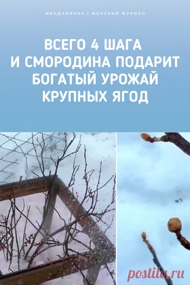 Всего 4 шага и смородина подарит богатый урожай крупных ягод