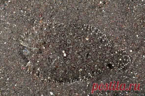 Камбала леопардовая
Bothus pantherinus (Лат.)
Размер - до 40 см.
Глубина - 1- 150 м.
Камбалообразные характеризуются несимметричным, сильно сжатым с боков высоким телом, одна сторона которого функционально превращена в нижнюю, а другая - в верхнюю. Оба глаза у взрослых рыб расположены на одной стороне - у одних групп да правой (правосторонние камбалы), у других на левой.