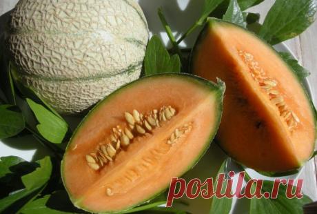 Топ вкуснейших сортов дынь и где они растут