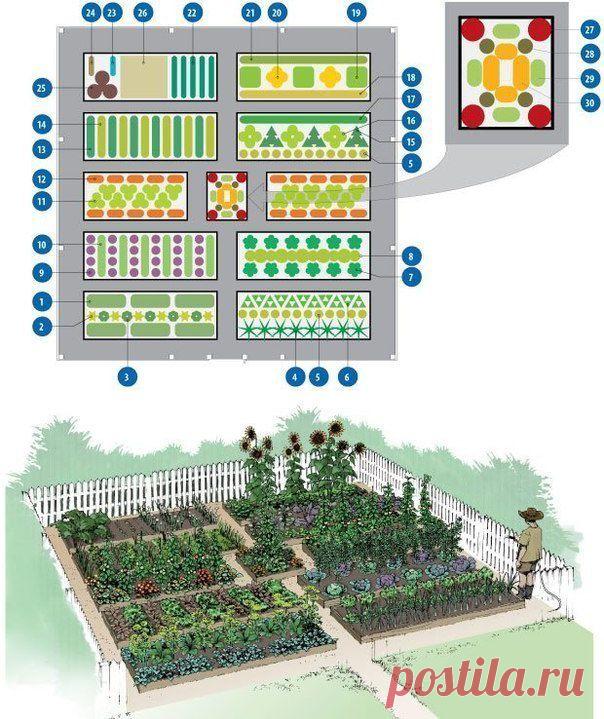 Схема овощной клумбы - идеальное соседство