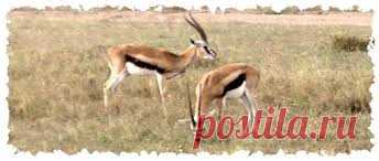 флора и фауна танзании – Google Поиск