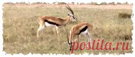 флора и фауна танзании – Google Поиск