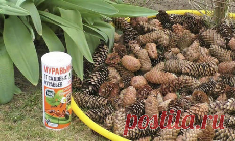 Муравьин и шишки - хитрое средство от муравьев