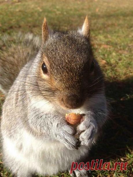 Эти забавные животные » uCrazy.ru - Источник Хорошего Настроения