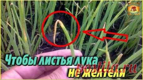 Желтеют перья лука. Супер подкормка от пожелтения листьев лука и от вредителей. Дачные советы