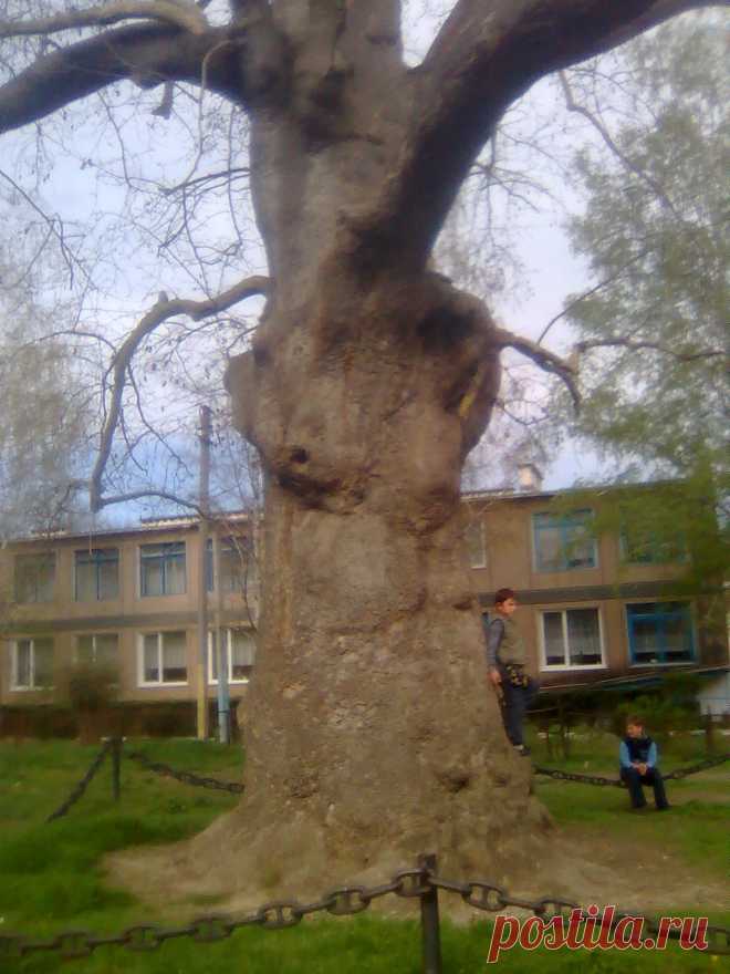 Платан в п. Терновка. Дереву более 250 лет.