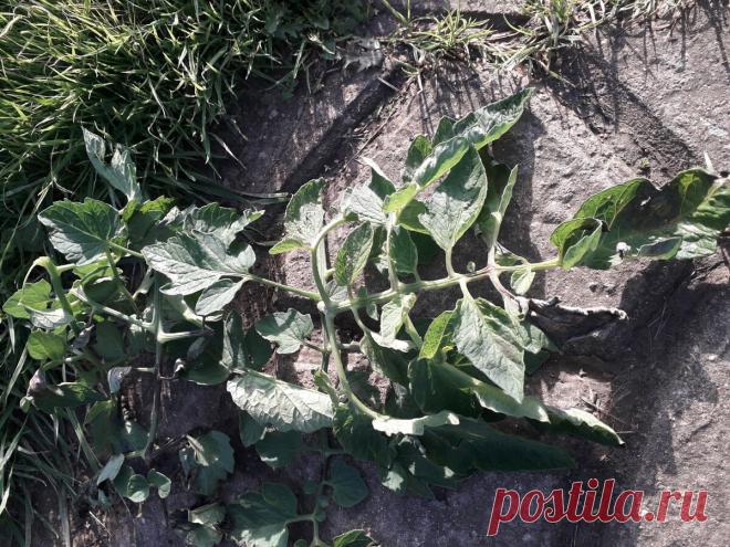 Что делать, если началась фитофтора. | Цветочная душа | Яндекс Дзен