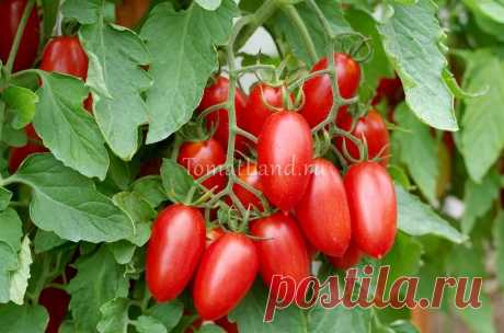 Томат Джекпот: описание и характеристика, отзывы, фото | tomatland.ru