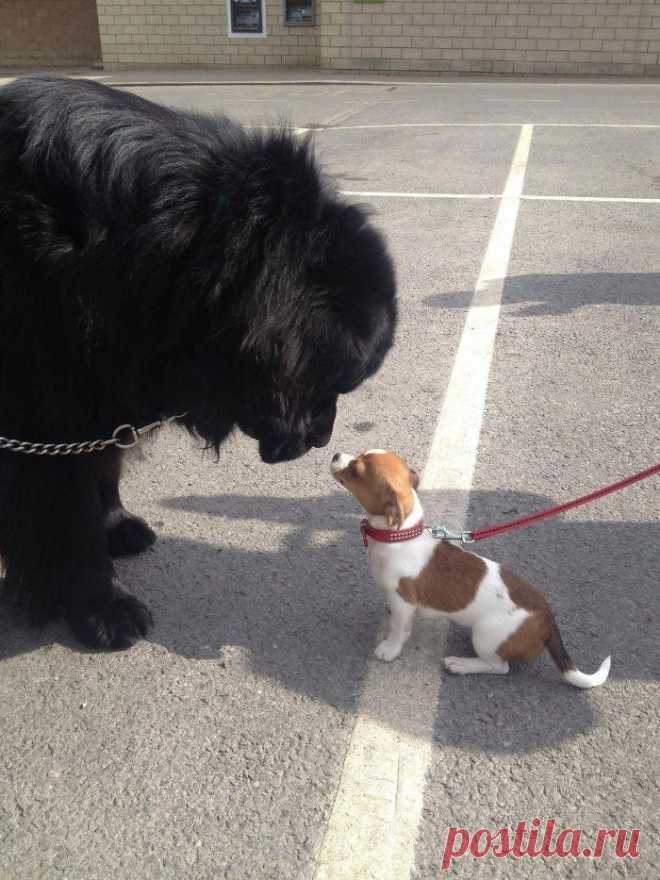 Люди делятся фотографиями своих ньюфаундлендов, и это безумие, насколько они огромны