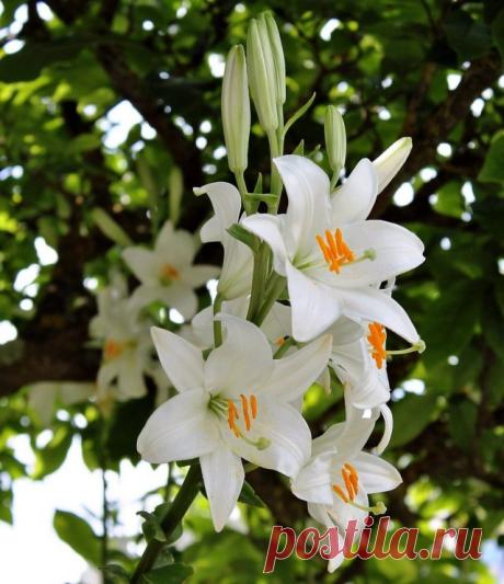 Лилия белоснежная (Lilium candidum)