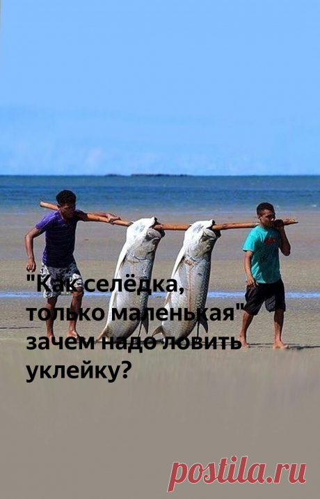 "Как селёдка, только маленькая" - зачем надо ловить уклейку? | Рыбалка для людей | Яндекс Дзен