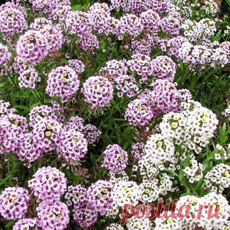 Алиссум морской — FloweryVale.ru