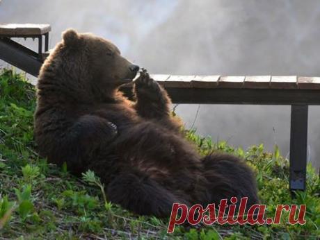 Facebook
Расслабленный медведь, Камчатка. Автор фото: Максим Ушаков.