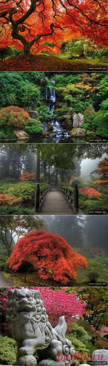 Осень в японском парке | Релаксик