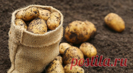 Посадка картофеля по Лунному календарю 2016 года на Supersadovnik.ru