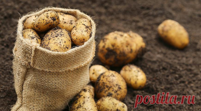 Посадка картофеля по Лунному календарю 2016 года на Supersadovnik.ru