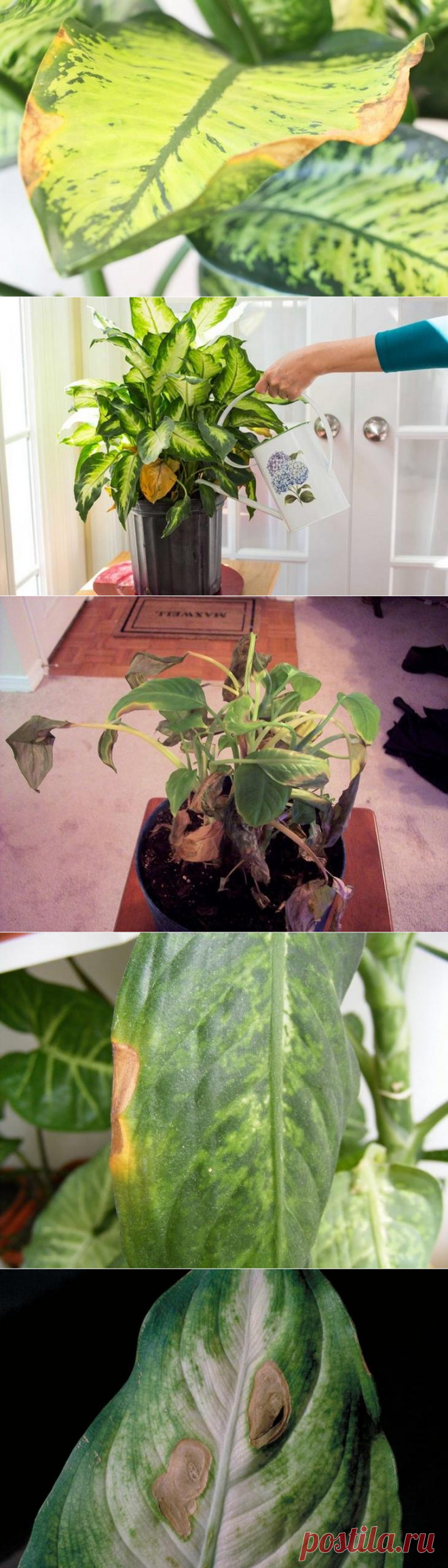 Почему у диффенбахии желтеют листья