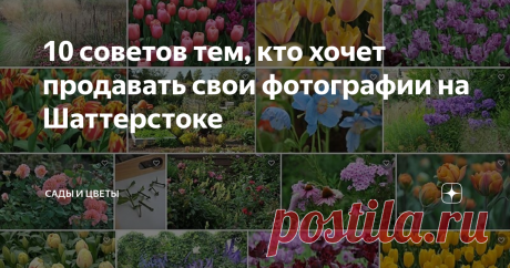 10 советов тем, кто хочет продавать свои фотографии на Шаттерстоке Я уже рассказывал о том, как я зарегистрировался на бирже фотографий Шаттерсток и начал зарабатывать, продавая свои садовые фотографии. Статью об этом я опубликовал 9 сентября 2020 года. На тот момент в моем портфолио было 1777 фото и 280 продаж. Спустя полтора месяца у меня в каталоге 2704 фото, их купили 401 раз. Дела уверенно идут в гору.