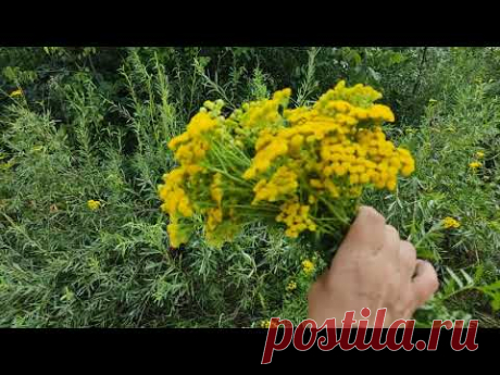Тараканы, уходите. Растение  от тараканов в доме.
