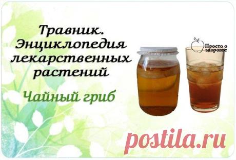 Чайный гриб | Женский журнал