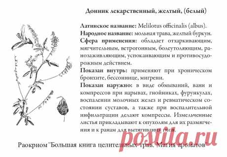 Донник лекарственный желтый (белый)