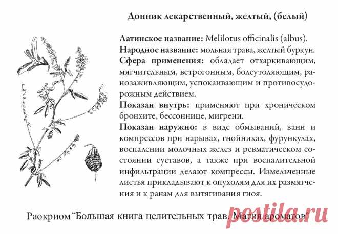 Донник лекарственный желтый (белый)