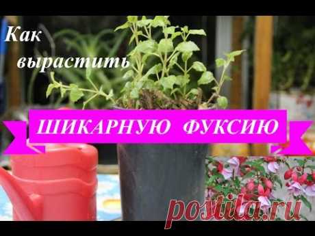 Как вырастить шикарную фуксию. - YouTube