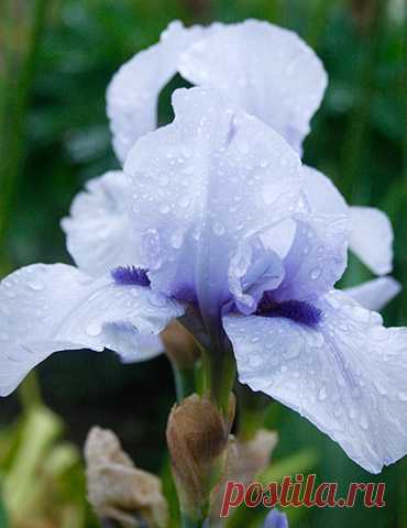 Blackbeard Bearded Iris A true blue pale blue bearded iris with a vibrant blue beard. Blackbeard Bearded Iris is a border iris, meaning it will grow about 24-30