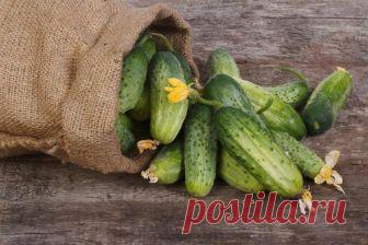 Лучшие сорта огурцов для всех видов почв и климатических условий Огурец по праву считается одним из наиболее популярных овощей во всем мире. Его используют для приготовления различных блюд, напитков и даже в косметологии. Чтобы вырастить хороший урожай огурцов, нео...