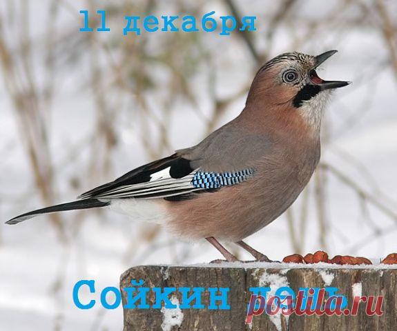 Поздравляем с Сойкиным днем! Пусть ваша забота о птицах принесет вам радость и благополучие. Спасибо, что помогаете лесным жителям! Открытки на Сойкин день!