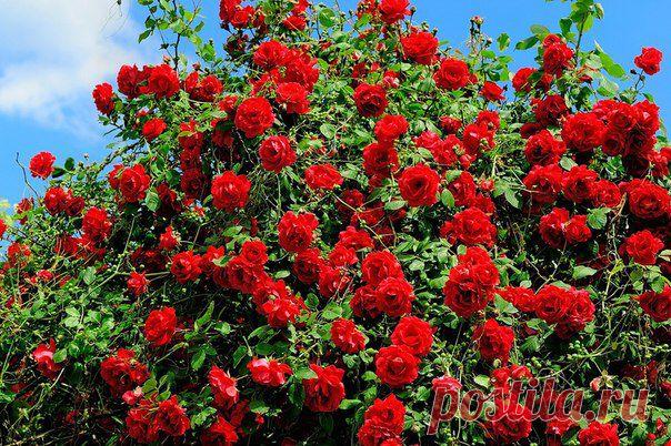 ЦВЕТУЩАЯ УСАДЬБА-цветы,саженцы,рассада