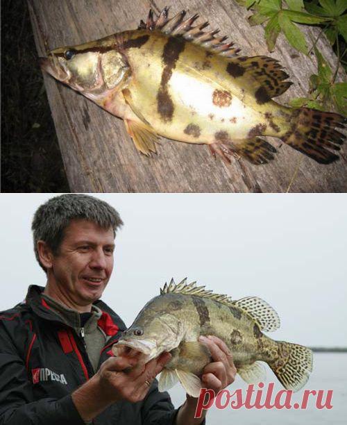 Из Санкт-Петербурга на Амур за рыбой ауха