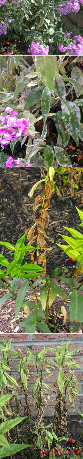 Болезни флоксов с фотографиями и их лечение – признаки, грибковые, вирусные инфекции +фото